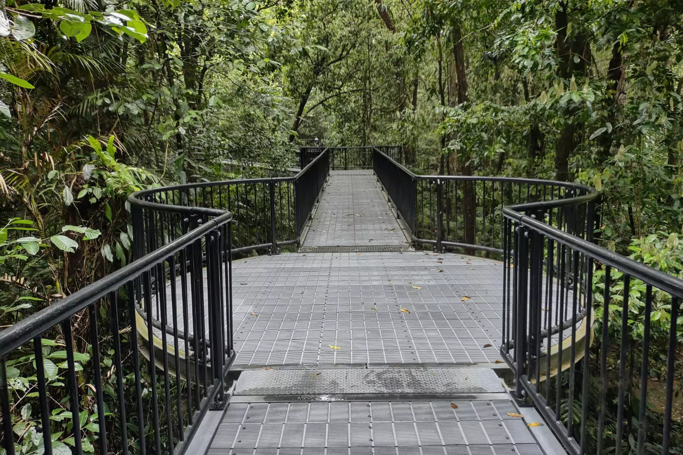 mossman gorge daintree rainforest Mossman Gorge Daintree
