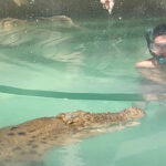 Port Douglas Crocodile Show
