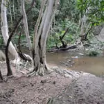 Port Douglas Walks Port Douglas Walks