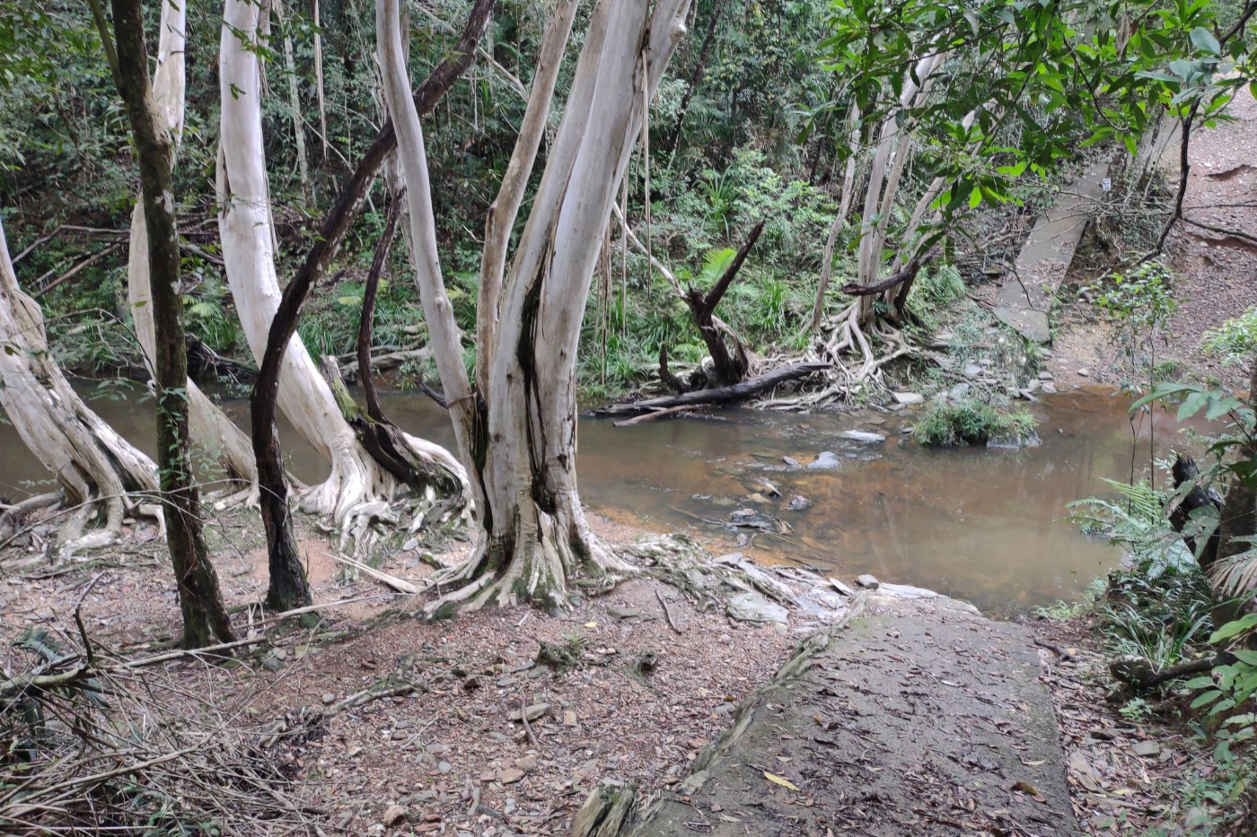 Port Douglas Walks