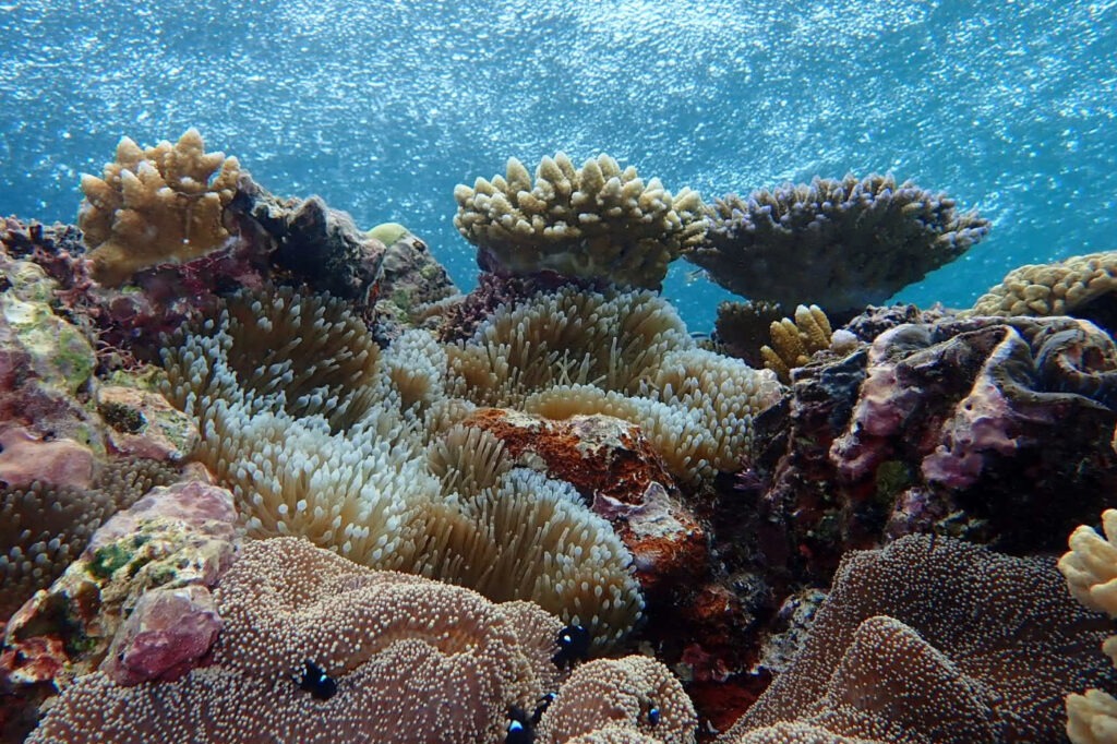 great barrier reef from port douglas australia