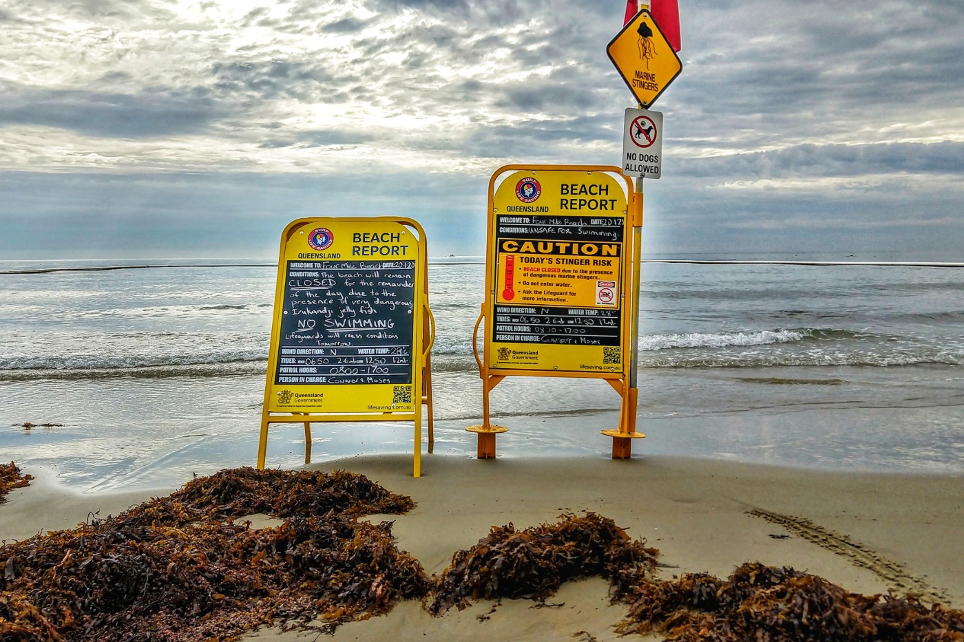 Beach closed by marine stingers Port Douglas Australia