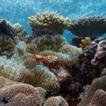 Visiting The Great Barrier Reef From Port Douglas The Great Barrier Reef