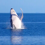 Seeing Whales in Port Douglas (July-Sept) whales from port douglas