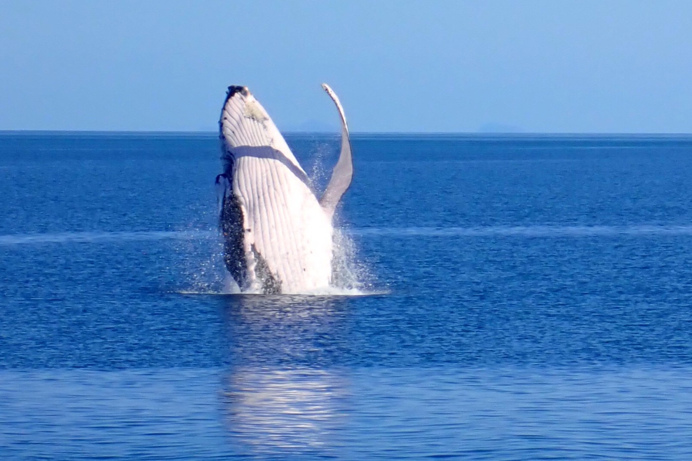 whales from port douglas