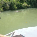 River Cruise From Port Douglas