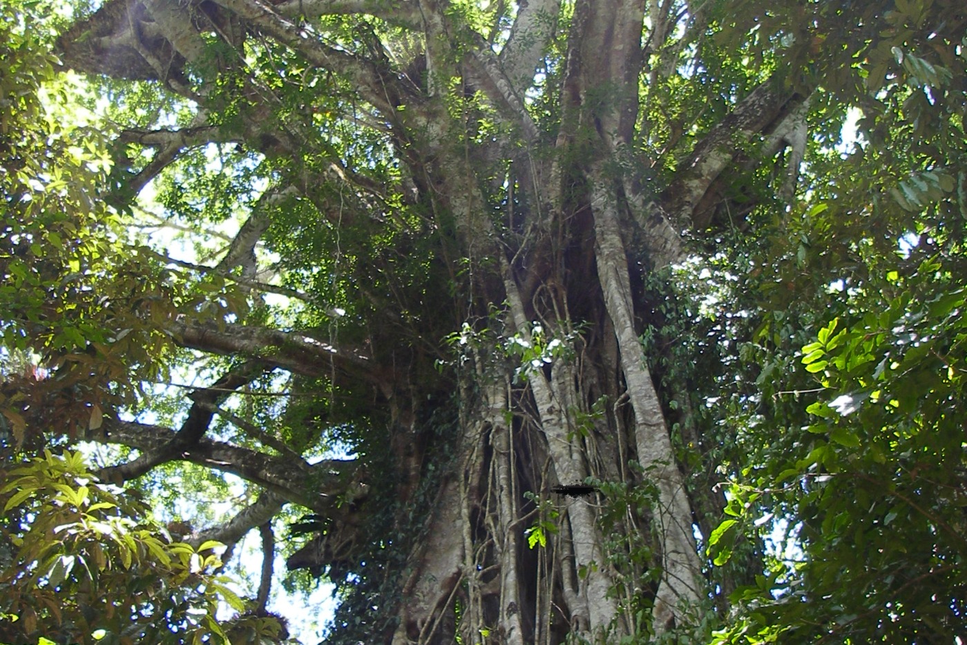 Famous Fig Tree