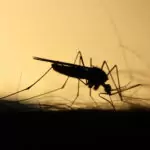 Mosquitos in Port Douglas Mosquito biting