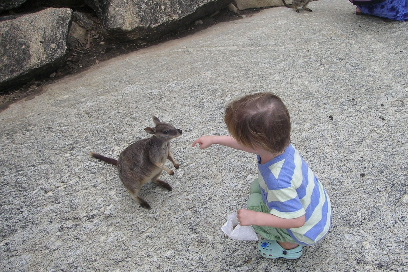 Rock wallabies granite gorge