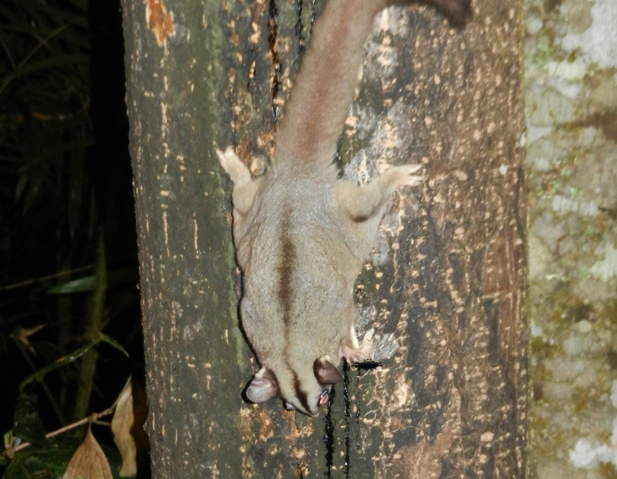 Wildlife Atherton Tablelands