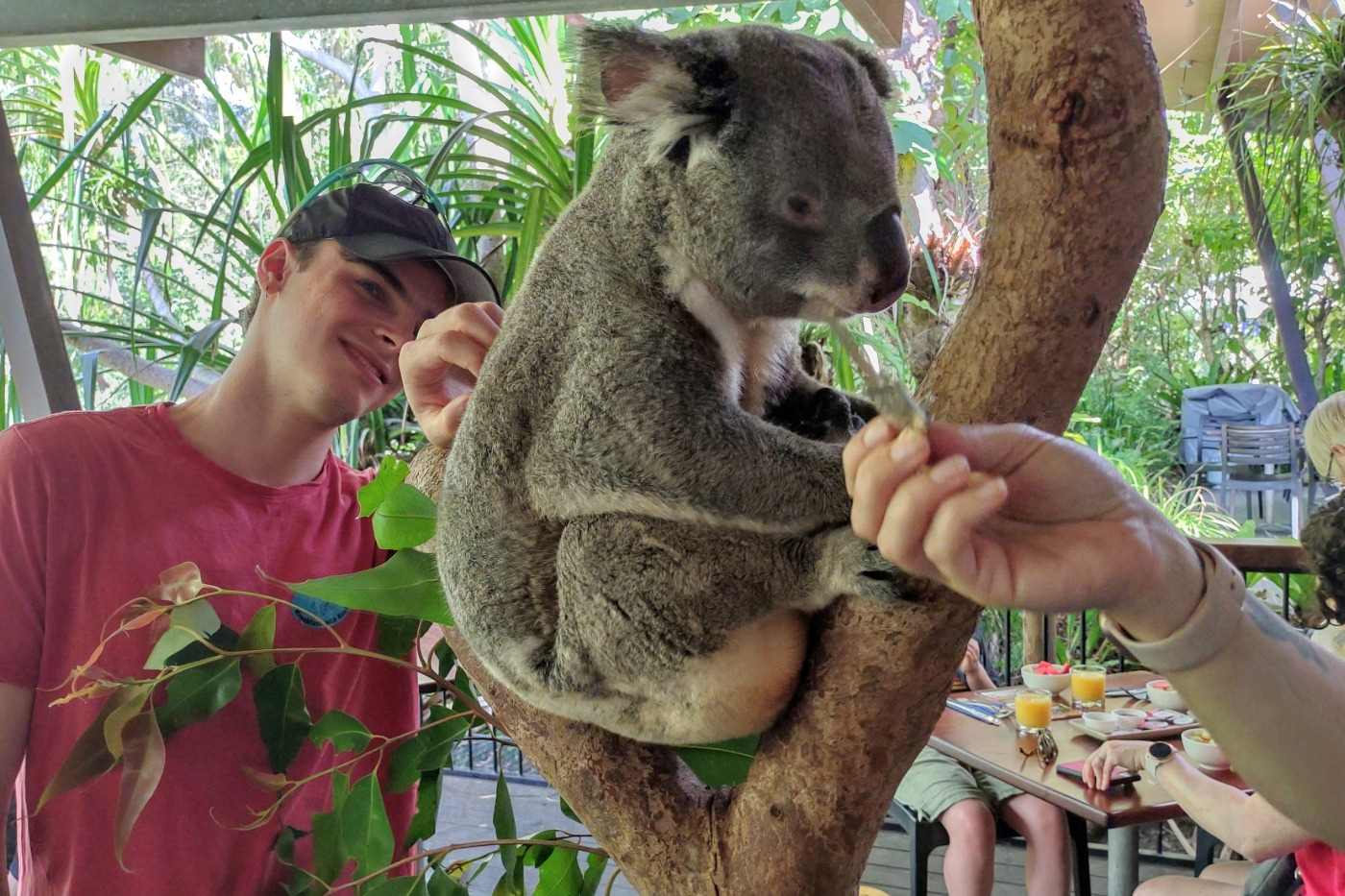 Wildlife Cairns Port Douglas