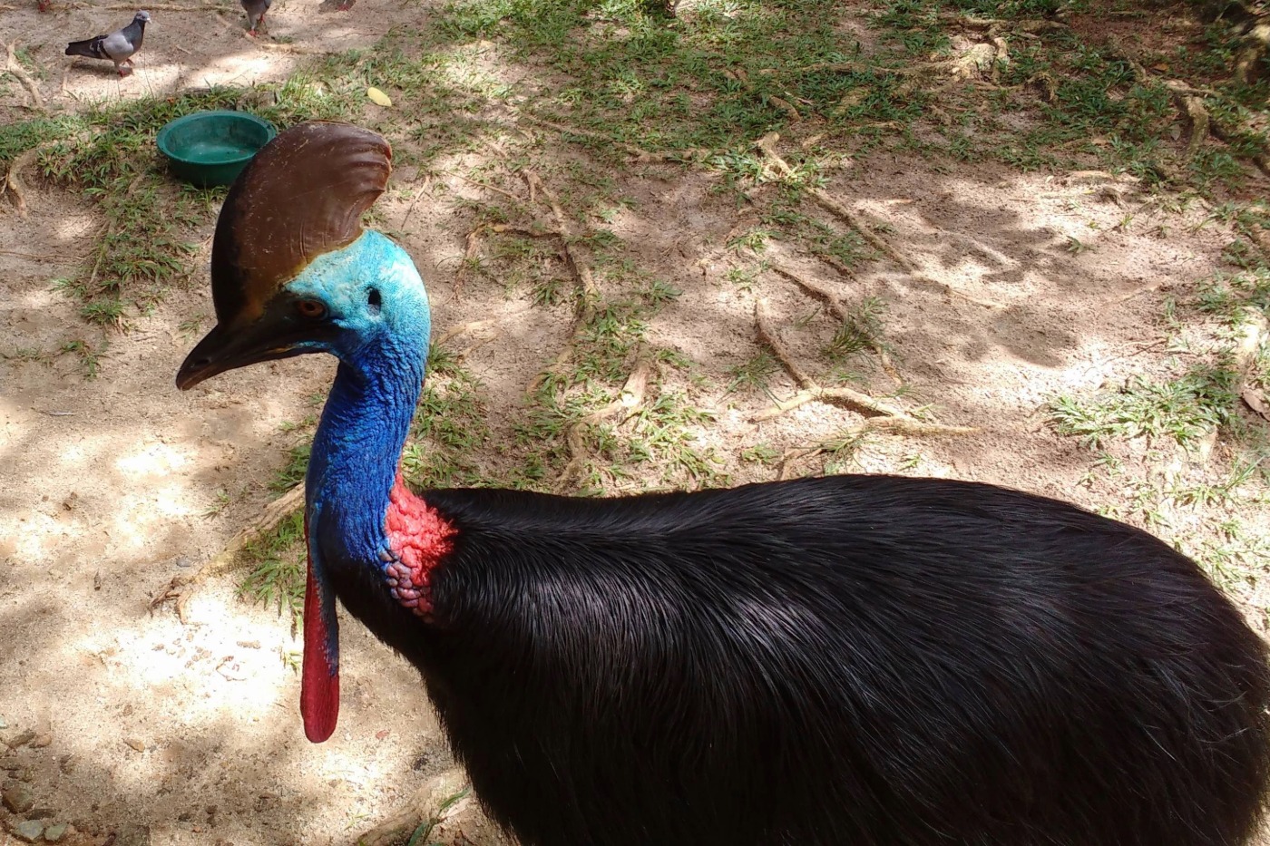 Cassowaries Cairns Port Douglas