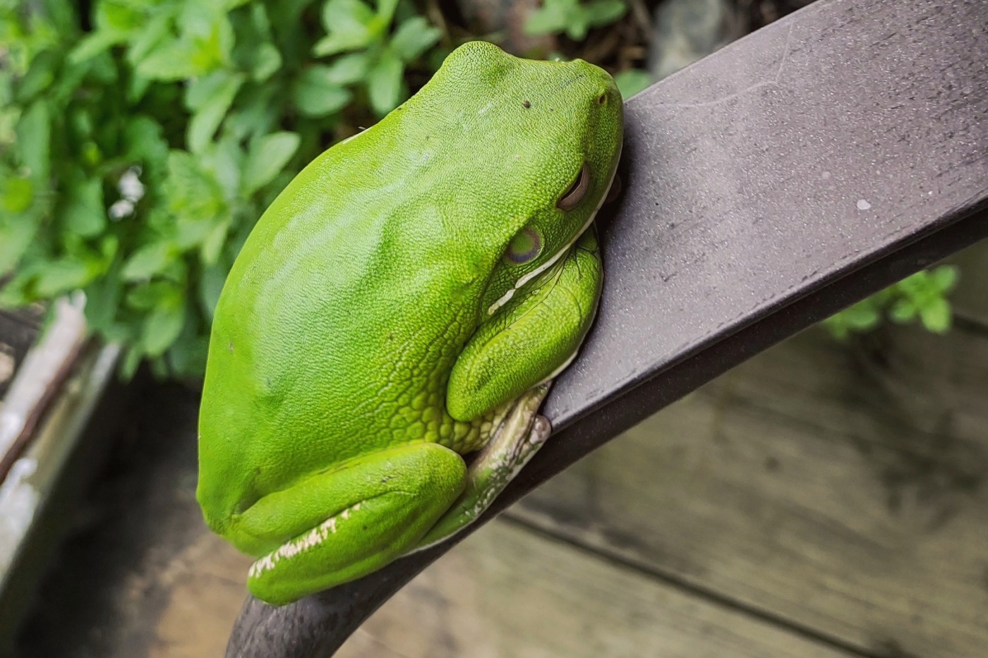 Wildlife Frogs Port Douglas Cairns