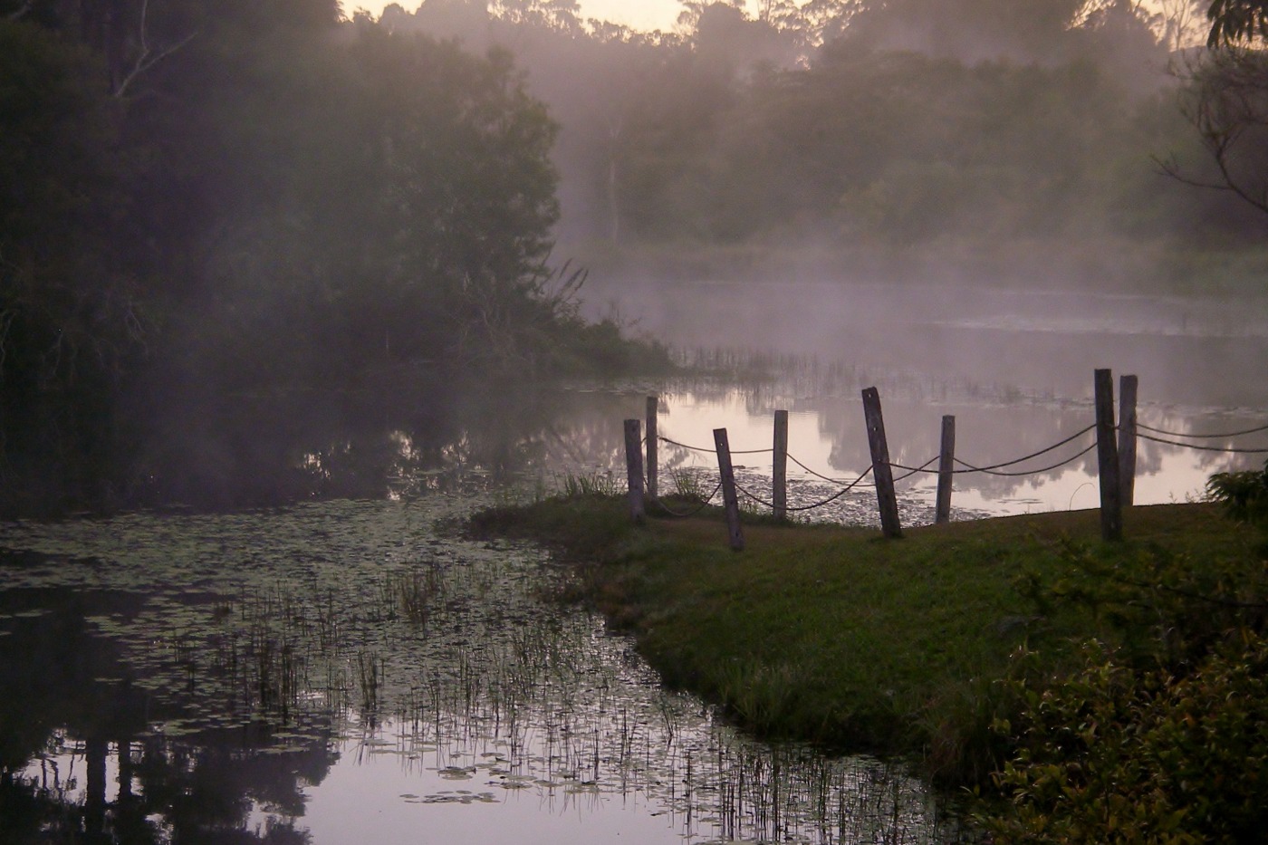 platypus near Cairns