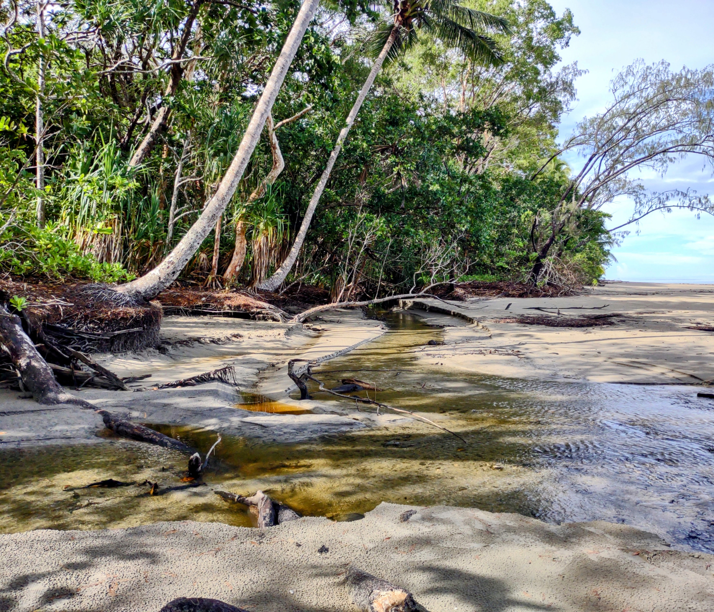 Daintree Rainforest in February