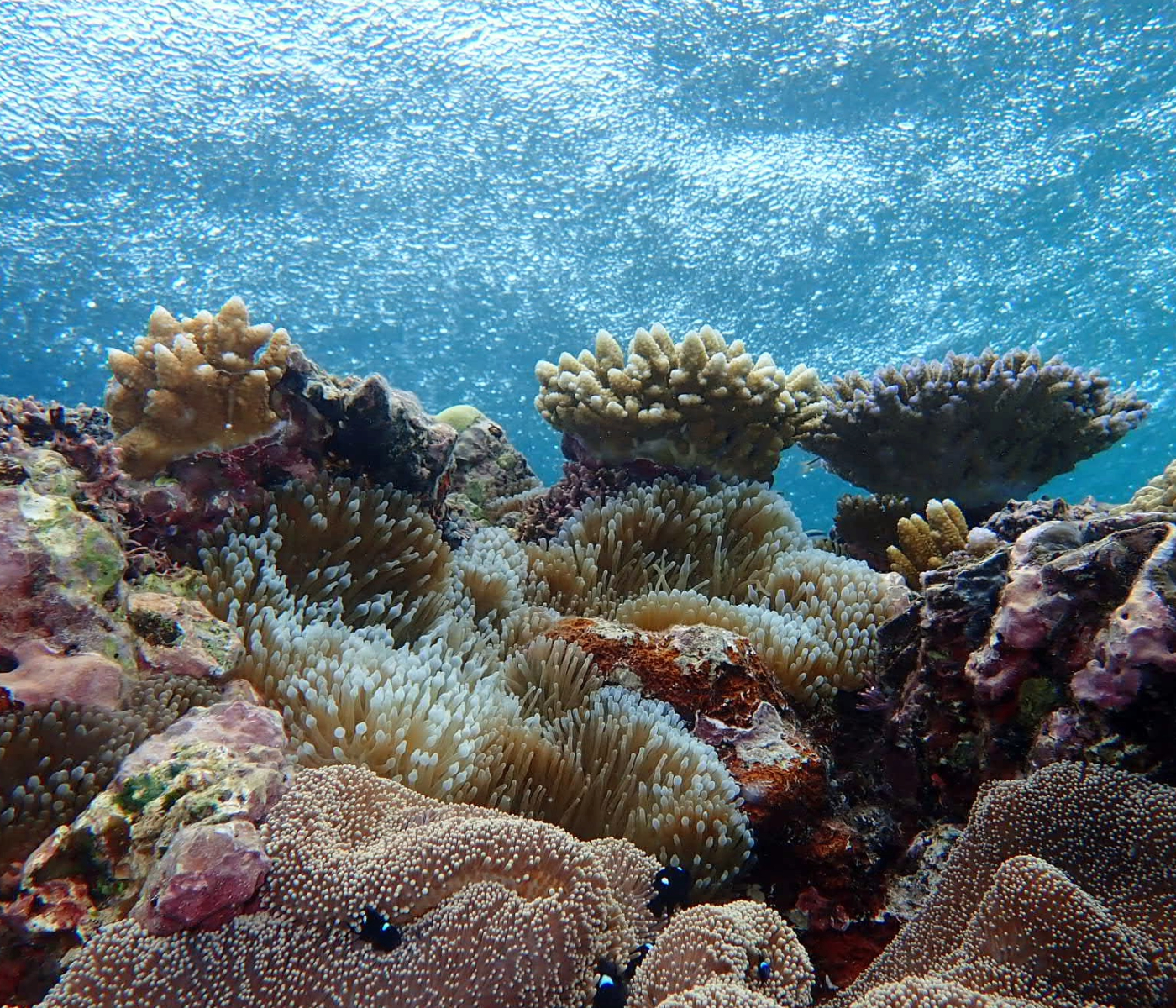 Great barrier Reef rain