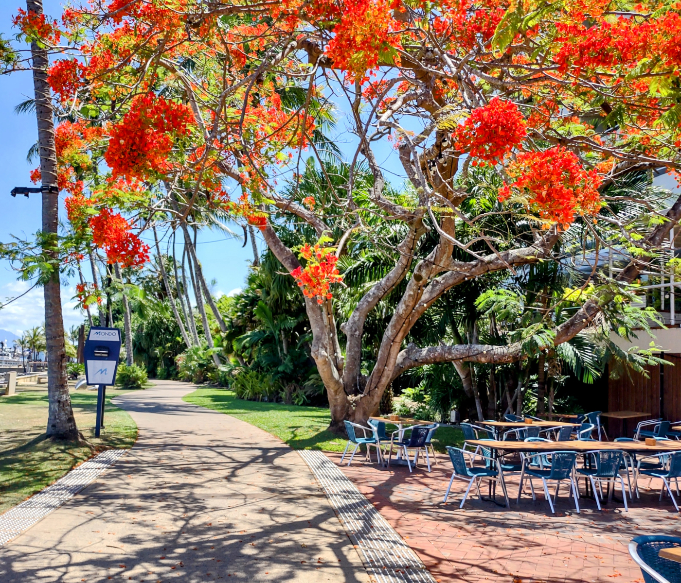 wet season red flower trees