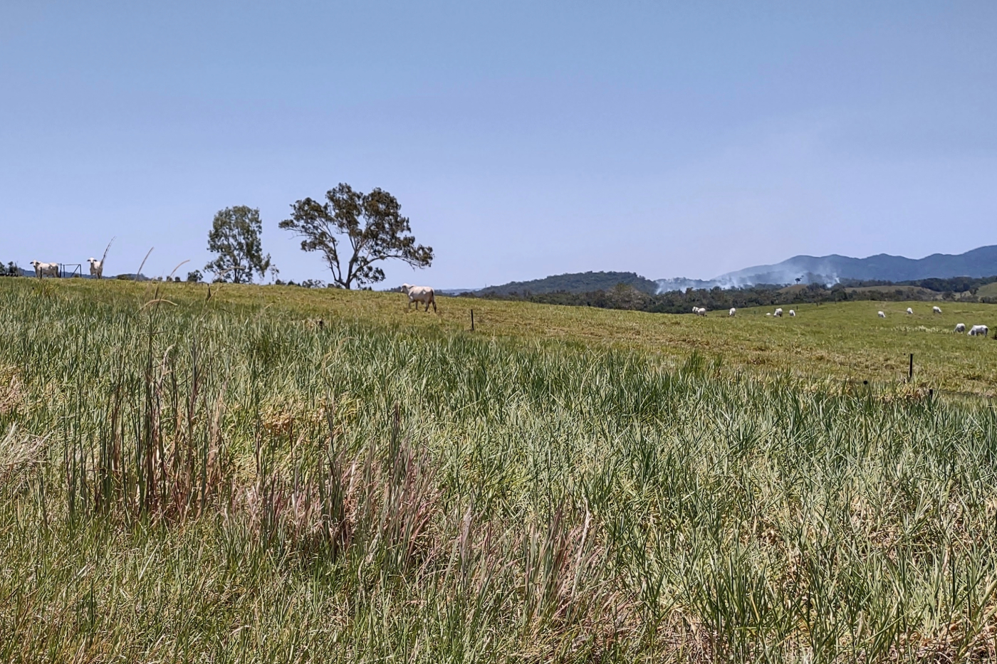 Cattle in green fields with mountains in Julatten