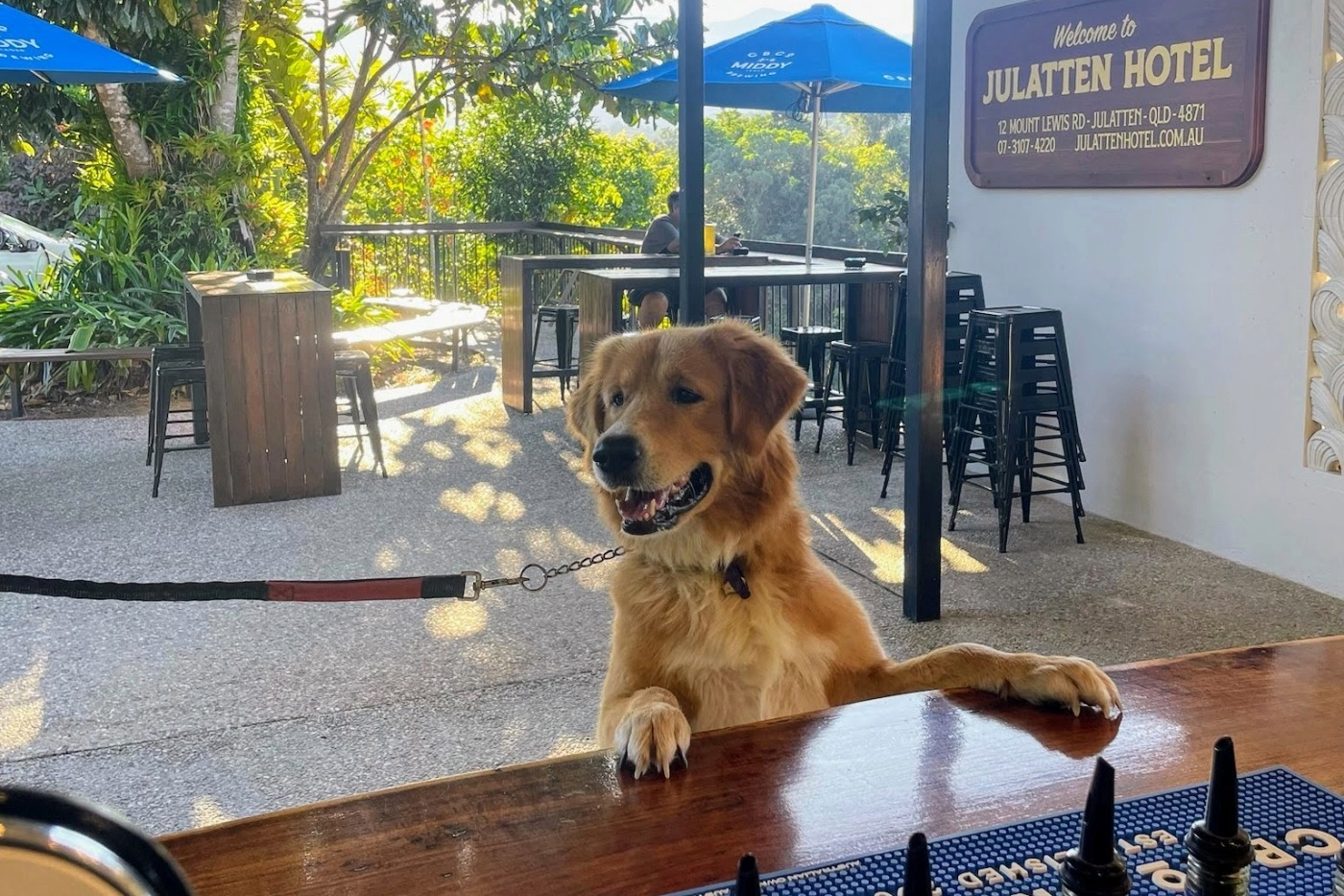 The bar at the Julatten pub or hotel, with dog.