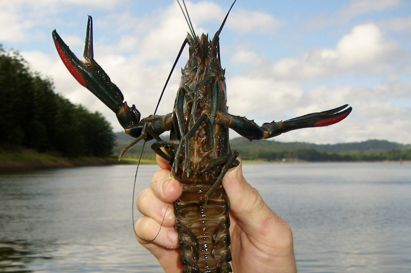 Live Red claw yabby