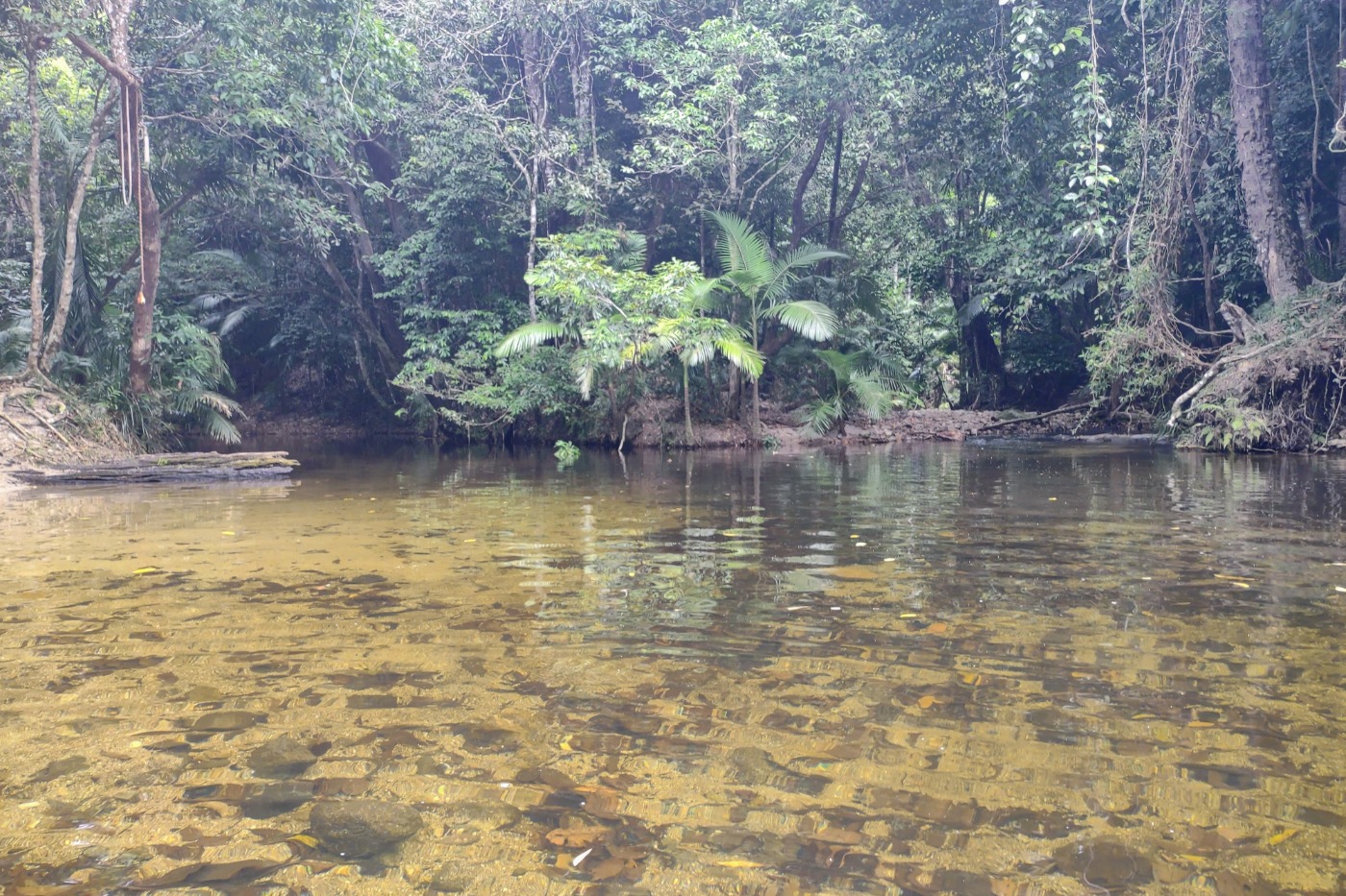 Rainforest swimming hole tropical jungle