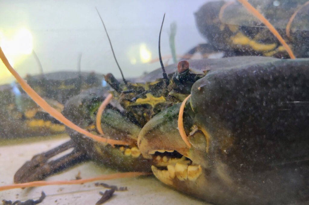 live mudcrab in the fish shop in Port Douglas Australia