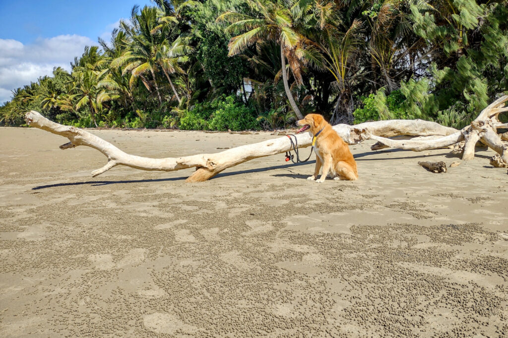 Dog tied to a fallen log on the sand at Four Mile Beach