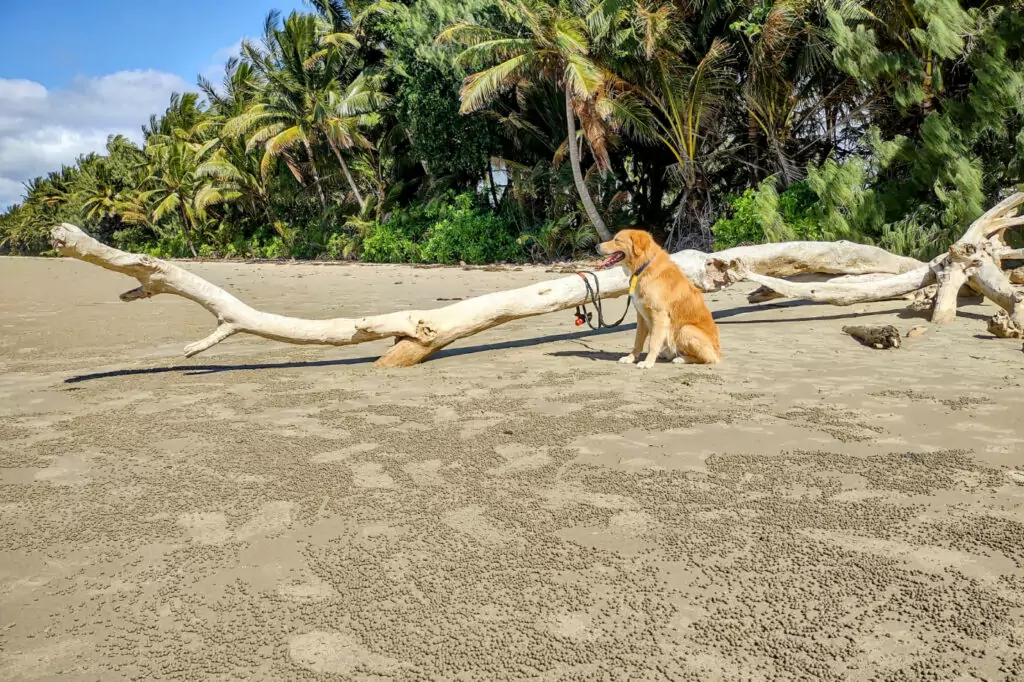 Dog tied to a fallen log on the sand at Four Mile Beach