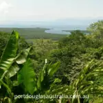 The Daintree Rainforest - How To Visit! Daintree Rainforest View