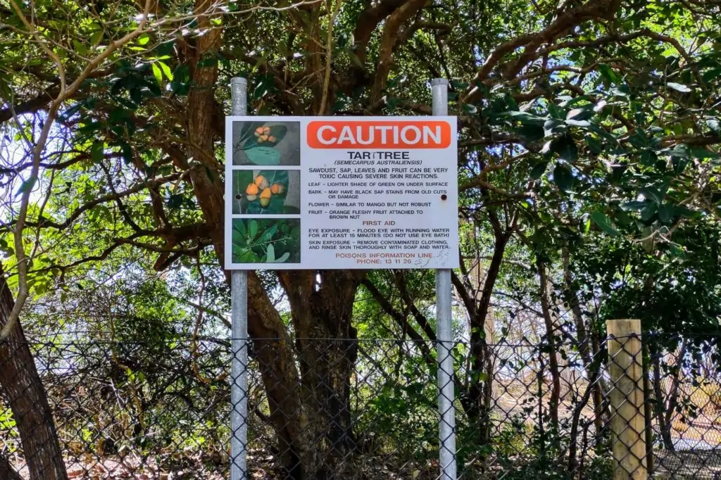 Cairns Tar Tree