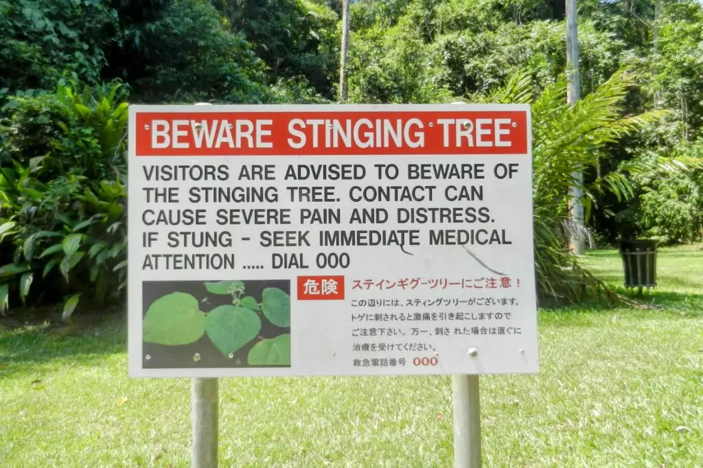 Cairns stinging tree