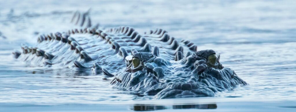 Cairns crocodile